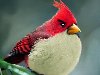 ... фотографию птицы очень похожую на персонажа его любимой игры Angry Birds ...