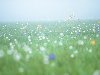 туман, цветы, утро, свежесть, поле