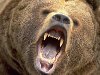 Жителя поселка Ортон, что в Междуреченском районе, покусал медведь.