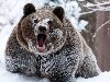 Бурый Медведь просыпается от Зимней спячки, Он сейчас голодный и злой.