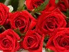 Скачать изображение: букет алых роз, много красных роз, скачать фото