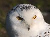 Белая сова фото высокого разрешения, размер: 1920x1200 пикселей