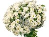 Букет цветов - Ярослава