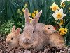 Flora and Fauna A little bunny wunny. customize imagecreate collage
