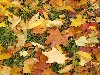Обои для рабочего стола: Осень Кленовые листья