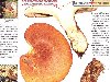 Энциклопедия грибов. Определитель грибов. Свинушка толстая