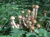 Поход за грибами в Крыму. Естественно, по истине «грибным» сезоном считается ...