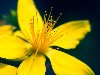 Широкоформатные обои Желтый цветок с пестиком, Желтый цветок