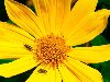 Широкоформатные обои Желтый цветок с пчелами, Желтый цветок с пчелами