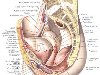 Уретра человека | Анатомия Уретры, строение, функции, картинки на EUROLAB