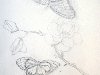 Рисовать цветы и бабочек полезно — можно красиво нарисовать открытку и ...