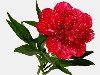 ... цветыu0026quot; title=u0026quot;Анимация розы - Анимашки цветы, праздничные открытки, gif, ...