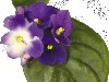 весна, цветы, фиалки, цветы без фона, цветы PNG, растения, флора, ...