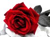 Алая роза, красное, розы, цветы 1600х1200. Ключевые слова (тэги): красное ...