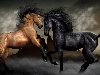 Скачать оригинал: Две лошади черная и коричневая - 1920x1200