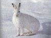 ... Как животные приспосабливаются к трудным условиям природы? Заяц зимой.