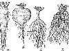 Различные формы корней и типы корневой системы: 1, 4 — стержневая; ...