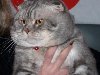 ВЯЗКА - Шотландский вислоухий мраморный кот