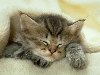 Спящий котенок - фото обои