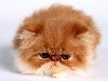 Персидский котенок - фото обои