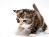 Рождаясь на свет, котята в течение первых трех дней жизни получают иммунитет ...