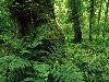 Зеленый лес летом » обои 1600x1200 на рабочий стол
