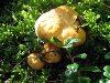   mushrooms chanterelle. ,    , ...