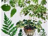 Зеленые веточки, листья, цветы в горшках - Клипарт на прозрачном фоне для ...