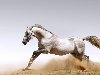 Обои картинки фото животные, кони, лошади, пыль, песок