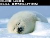 Список картинок Тюлени - Морские котики фото