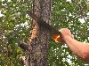 Если вы знакомы с азами обрезки плодовых деревьев, и умеете ее применять на ...