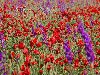 Фото полевых цветов: Полевые цветы из серии Фото полевых цветов, ...