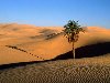Пустыни — это самые сухие места на Земле. Но не следует считать слово ...