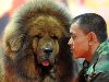 Замыкает список самых больших собак мира тибетский мастиф.