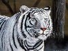 Нарисованный белый тигр. 0 коментриев 1268 просмотров 384.0 Кб | 1600x1200 ...