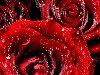 Красные розы Красный цвет означает новаторский дух и лидерские качества, ...