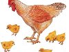 Предыдущий слайд, У курицы из яиц вылупляются цыплята.