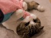 5 Милые котики, замотанные в полотенце (20 Фото)