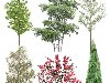 Разные деревья от Tenkei Kobo в формате png - часть 4 | 564 Mb