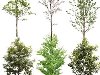 Разные деревья от Tenkei Kobo в формате png - часть 3 | 669 Mb