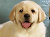 Лаборадор-самые милые и красивые собачки:)