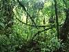 Среди растений экваториального леса встречаются и эпифиты (растения, ...