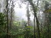Экваториальный дождевой лес. Эти виды растений возникли в мезозойскую эру и ...