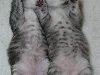 От кота сильвер-табби затушеванный и сплошной кошки родились 2 котенка.