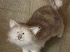 Добрый кот (автор Наталья Фадеева) Жирый кот: