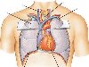 У человека сердце расположено в грудной полости асимметрично.