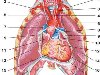 Сердце находится в центре грудной клетки. Оно защищено ребрами и грудиной.