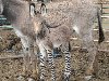 Плод любви зебры и осла стал сенсацией в итальянском зоопарке