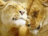 красивые Картинки Любовь у животных бесплатно, картинки про любовь, ...