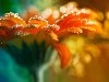 Цветы всех цветов радуги - герберы -фотографии Marco Heisler